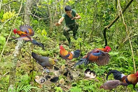 200 days of building a farm in the forest, setting traps, wild chickens, wild boars, night hunting