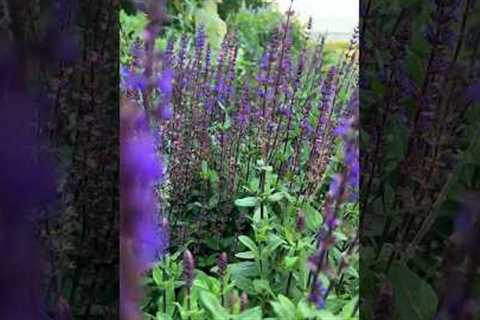 Here are 4 of my favorite perennials to plant for quick growth! #shorts
