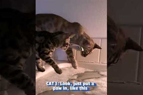 Funny Cats Confused By Person's Bath