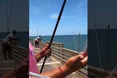 Catching a Pier GIANT and Eating it 🎣