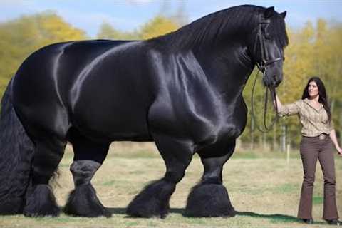 You Never Guess the Price of this Horse | Most Expensive Horse in the World