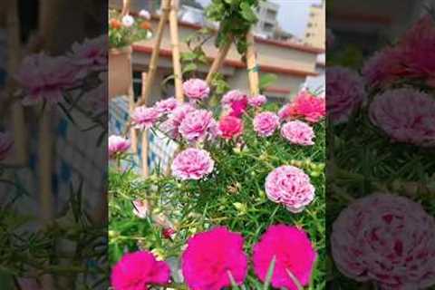 Best things to grow in your garden, #gardening #shorts #flowers