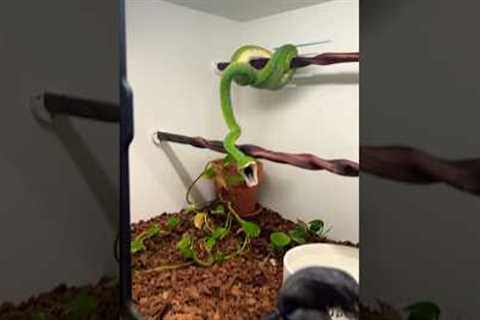 Don’t panic folks, this is only to help out this Green Tree Python with her breeding. 😂🐍🔥