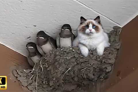 CATS and ANIMALS Awesome Friendship