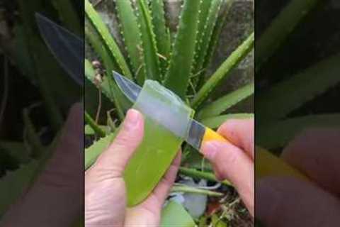 Aloe Vera Hack|Aloe Vera Cutting #hack #aloevera #nature #skincare #diy #shorts #viral #trend #feed