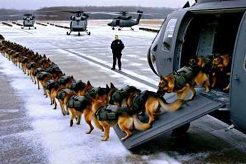 Full Video, The BEST Ways to Train Your Dog in the Snow, on Land, at Sea. #dogtraining #animals