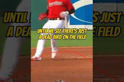 a BIRD helped him hit a home run!!! #mlb #baseball #cleveland #guardians #dingers