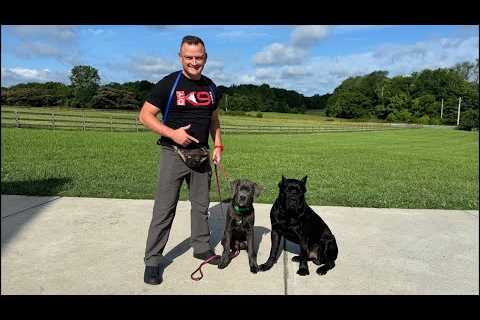 Live Dog Training FreeShaping Special!