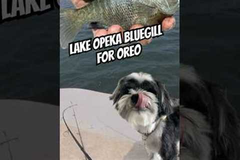 Lake Opeka bluegill for Oreo #fishing #bluegill #catchandcook #dog #shorts #shihtzu #poodle #fish