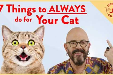 Instantly Improve Your Cat's Life with these 7 Things