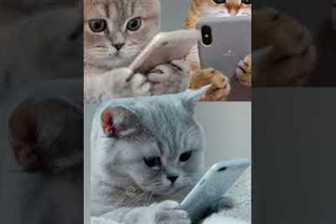if cat  🐈 😺 in social media #trending #viral #shorts #videos