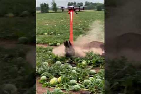 Drone to kill harmful pigs #villagelife#smartfarming #rurallife #farmingtraditions#farming101
