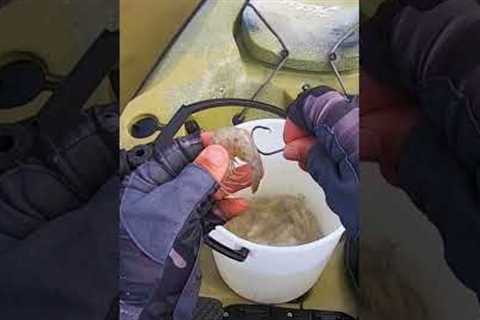 Common Shrimp Rigging MISTAKES (And How To Fix Them!)