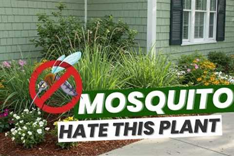 10 Powerful Plants That Keep Mosquitoes Away Naturally 🦟🌿
