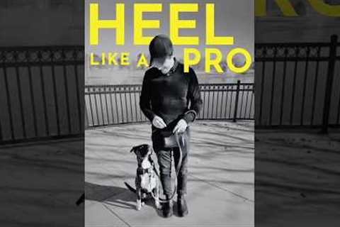 How to teach your dog the heel command. #dogtrainer #puppy #puppytraining
