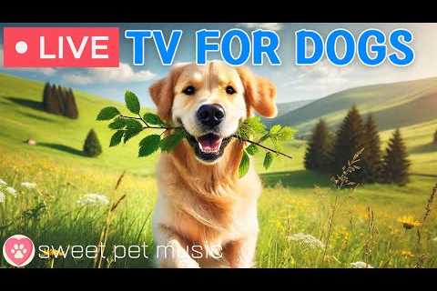 🔴24 Hours of Dog TV🎵🐶Sleep Music for Your Dog🐶💕Relaxing Dog Music for Stress and Anxiety Relief