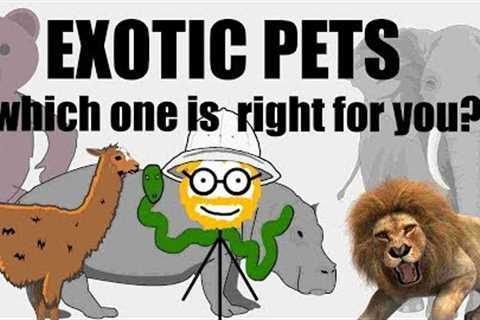 Exotic pets: How to own your very own