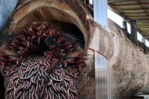 Shocking Allegedly Nest Animal Discovery In Sawmill Teak wood