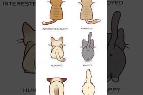 Cat Tail Language - Cat Tail Meaning Body Language