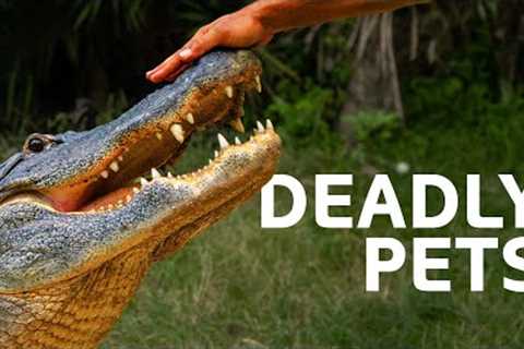 Owning An Exotic Pet Goes Wrong | Predator Pets Mega Marathon