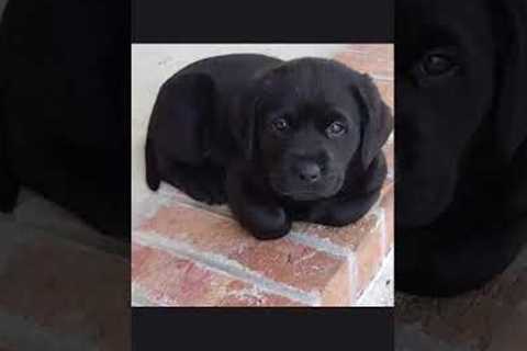 #funny Labrador Puppy Training Videos | Dog Training | How to train your dog | #short #dog #youtube