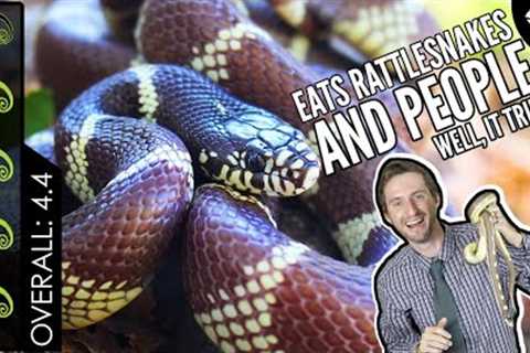 California Kingsnake, The Best Pet Snake?