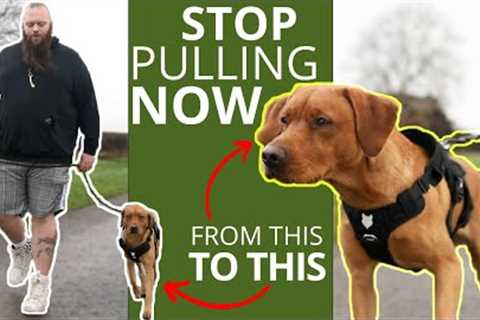 Best Trick To Stop Your Dog Pulling On The Leash
