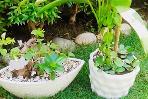 Indoor Plants Growing Ideas in A Pot / Plantsdecor / Gardening Ideas / Houseplants / Homedecor / DIY