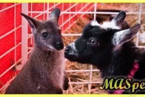 The Easiest Exotic Pets to Care For??