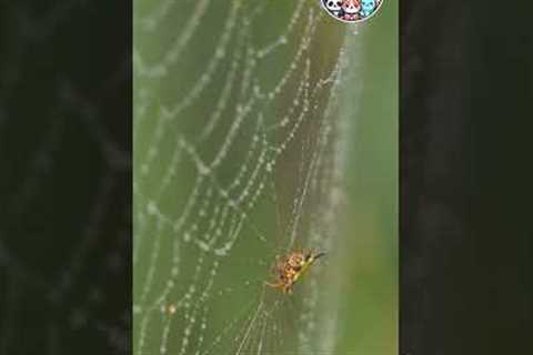 Spiders Slurp Their Food #viralshorts
