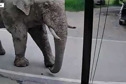 Wild elephant goes on chaotic shopping spree in Thai supermarket
