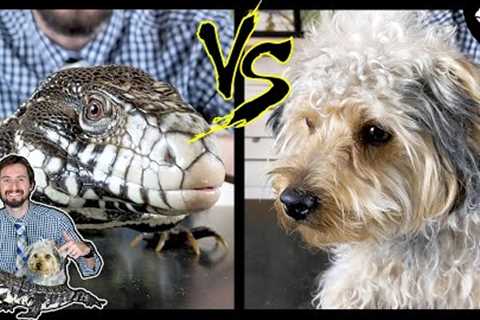 Tegu vs Dog - Head To Head