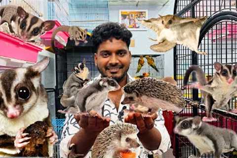 Want to Buy a Sugar Glider Must Watch this Video | Exotic Pets Shop in Chennai