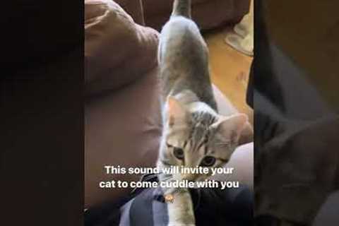 This sound will make your Cat come cuddle with you 🙈