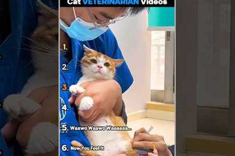 Ranking Best Cat Veterinarian Videos
