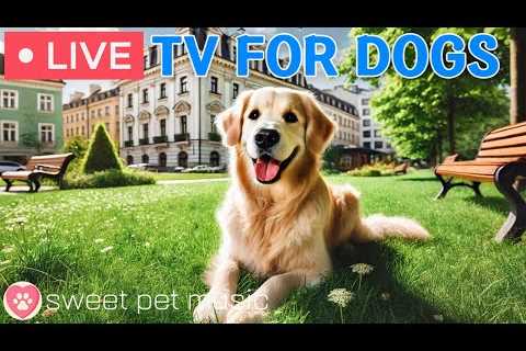 🔴24 Hours of Dog TV🎵🐶Sleep Aid Music for Dogs🐶💕Calming Music for Dogs to Ease Separation and..