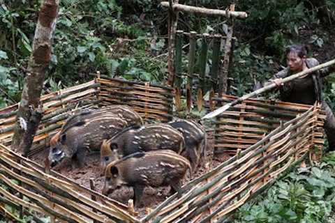 Skills, building fences to trap wild pigs and catching stream fish, wild survival alone