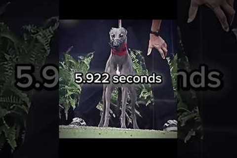 Usain Bolt HUMBLED by some dog ☠️ #fast #running #sports #edit
