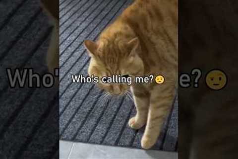 Cats Speaking English!🤣 Part 3