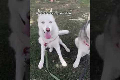 Quick Stay Game, Distracting Environment #husky #dogs #dog #dogshorts #dogtraining
