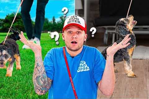 Master Basic Commands For Your Dog With These Training Tips!
