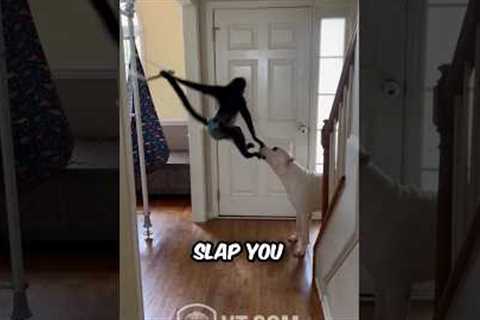 Spider Monkey Trolls His Dog Friend - Funniest Animal Friendship Ever!