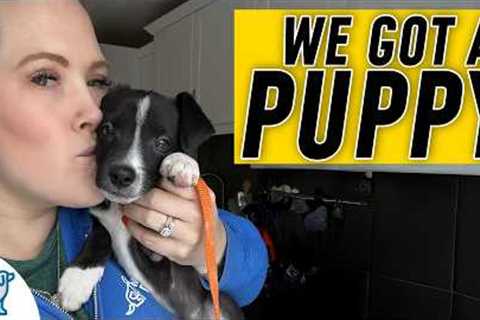 EVERYTHING You Need For Puppy Training Success!