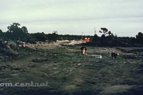 Cow vs. Underground nuclear test