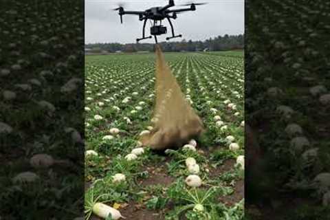 Drones capture wild boars that destroy crops2#villagelife#smartfarming #rurallife #farmingtraditions