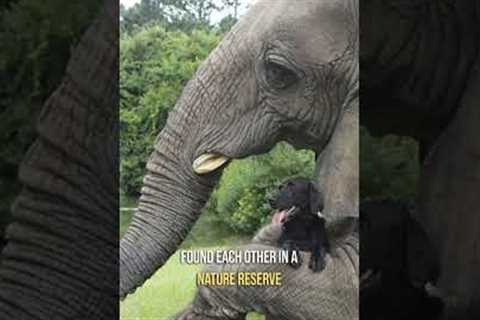 5 Incredible Animal Friendships Across Species #shorts
