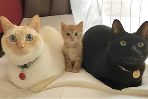 Gifting your cat a kitten: Their reactions are PRICELESS!