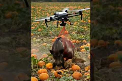 Drones capture wild boars that destroy crops1#villagelife#smartfarming #rurallife #farmingtraditions