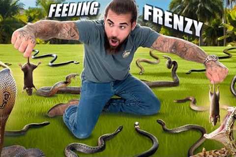 Feeding 20 VENOMOUS SNAKES!