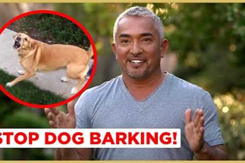 How to Stop Dog Barking! | Cesar 911